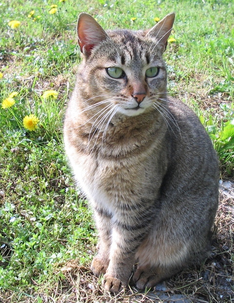 gatto selvatico?